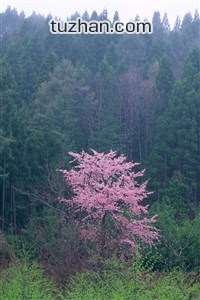 西班牙明星球员伤愈复出，燃动激情的回归时刻