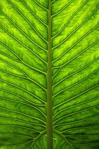 勇士战胜森林狼，实力决战勇猛如斯